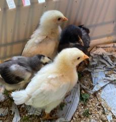 huhn1.jpg