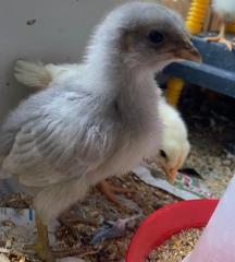 huhn10.jpg