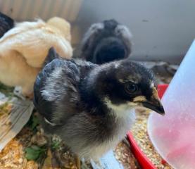huhn2.jpg