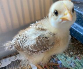 huhn3.jpg