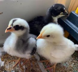 huhn4.jpg