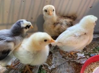 huhn5.jpg