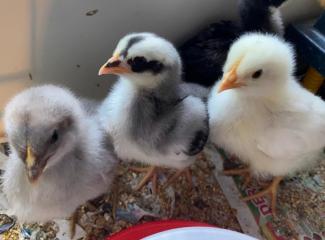 huhn6.jpg