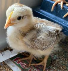 huhn7.jpg