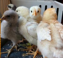 huhn8.jpg