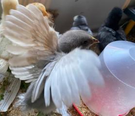 huhn9.jpg