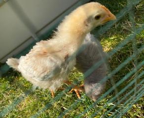 huhn_02_04_a.jpg