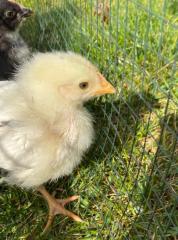 huhn_02_04_b.jpg