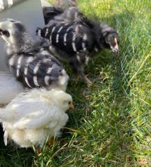 huhn_02_04_c.jpg