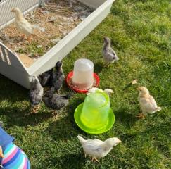 huhn_02_04_d.jpg