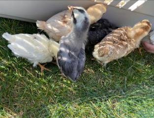 huhn_02_04_e.jpg