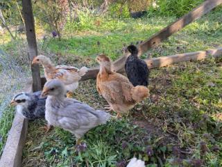 huhn_13_04_a.jpg