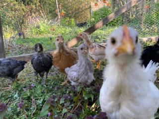 huhn_13_04_b.jpg