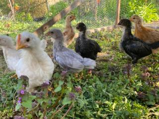 huhn_13_04_c.jpg