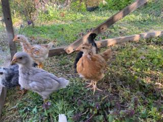 huhn_13_04_d.jpg