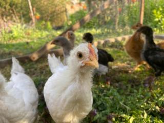 huhn_13_04_e.jpg