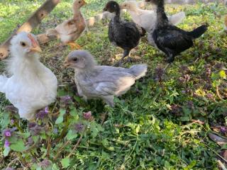 huhn_13_04_f.jpg